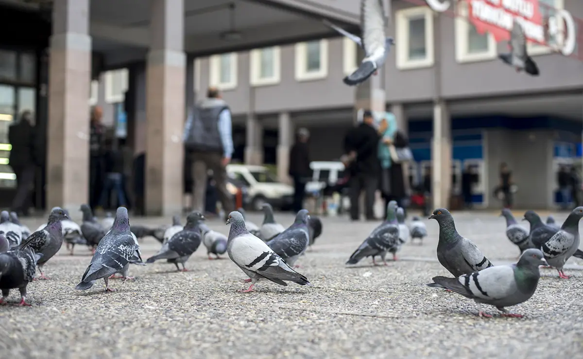 Warum gibt es in Städten so viele Tauben? 10 Erklärungen!