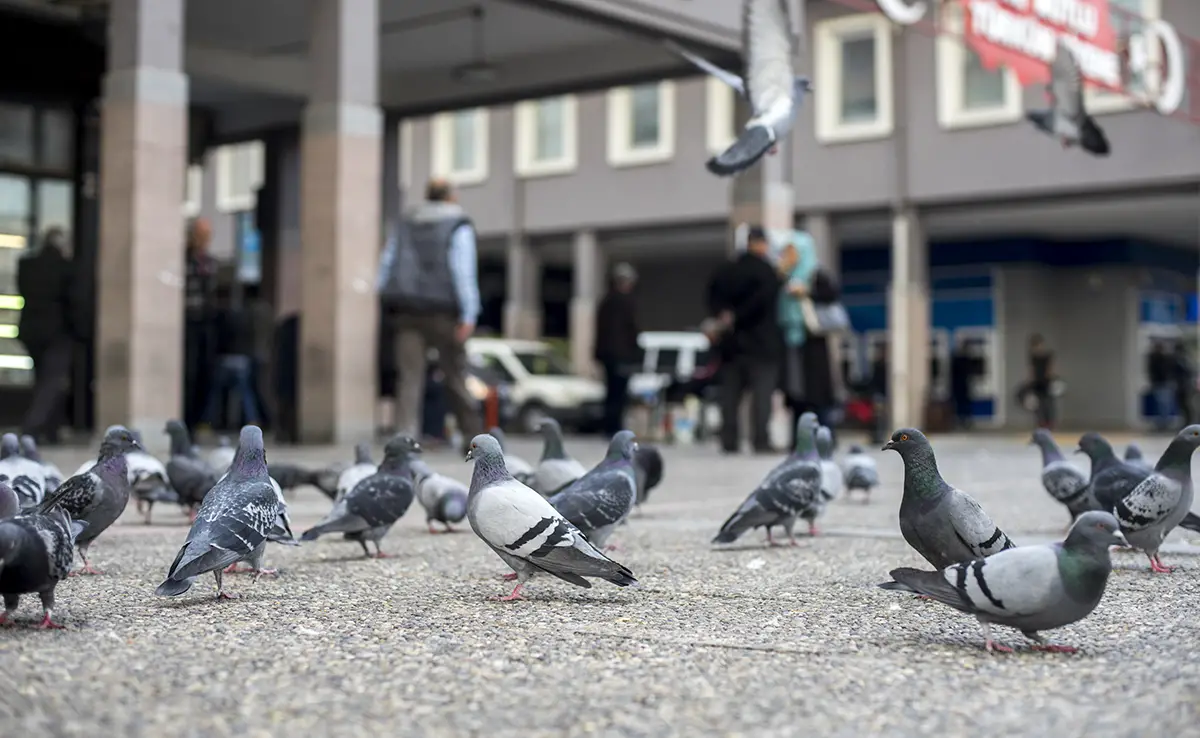 pigeon ville 063222 1200 738