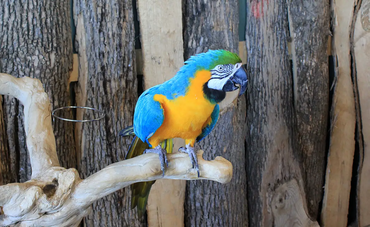 plus beaux oiseaux 060341 1200 738