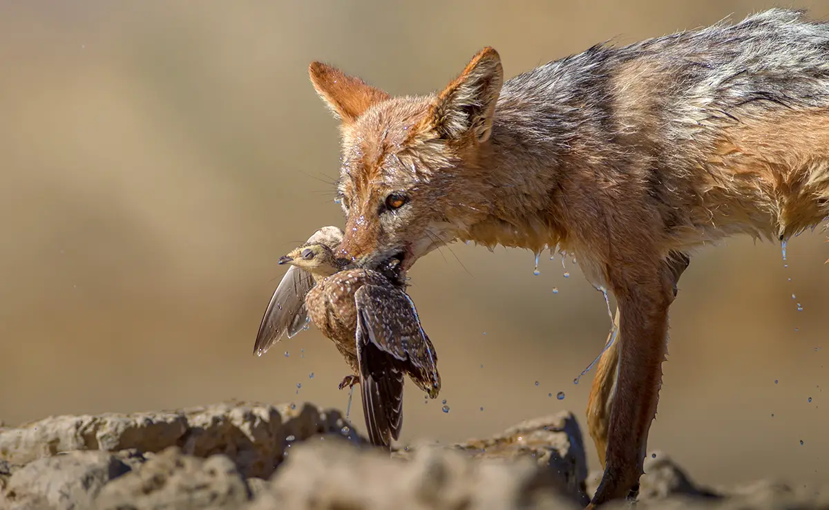Der Fuchs ist ein opportunistischer Jäger: Was bedeutet das?