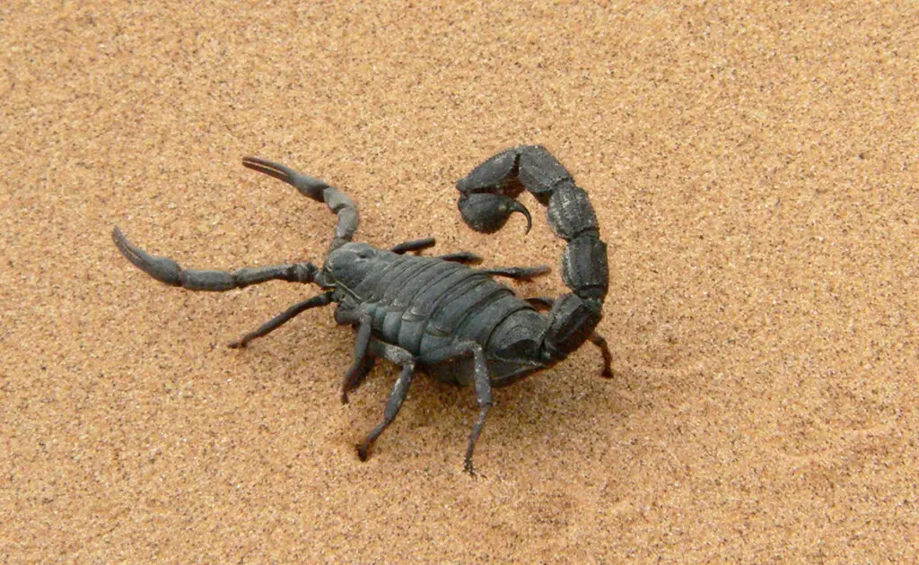 animal veneneux ou venimeux 154039 1200 738