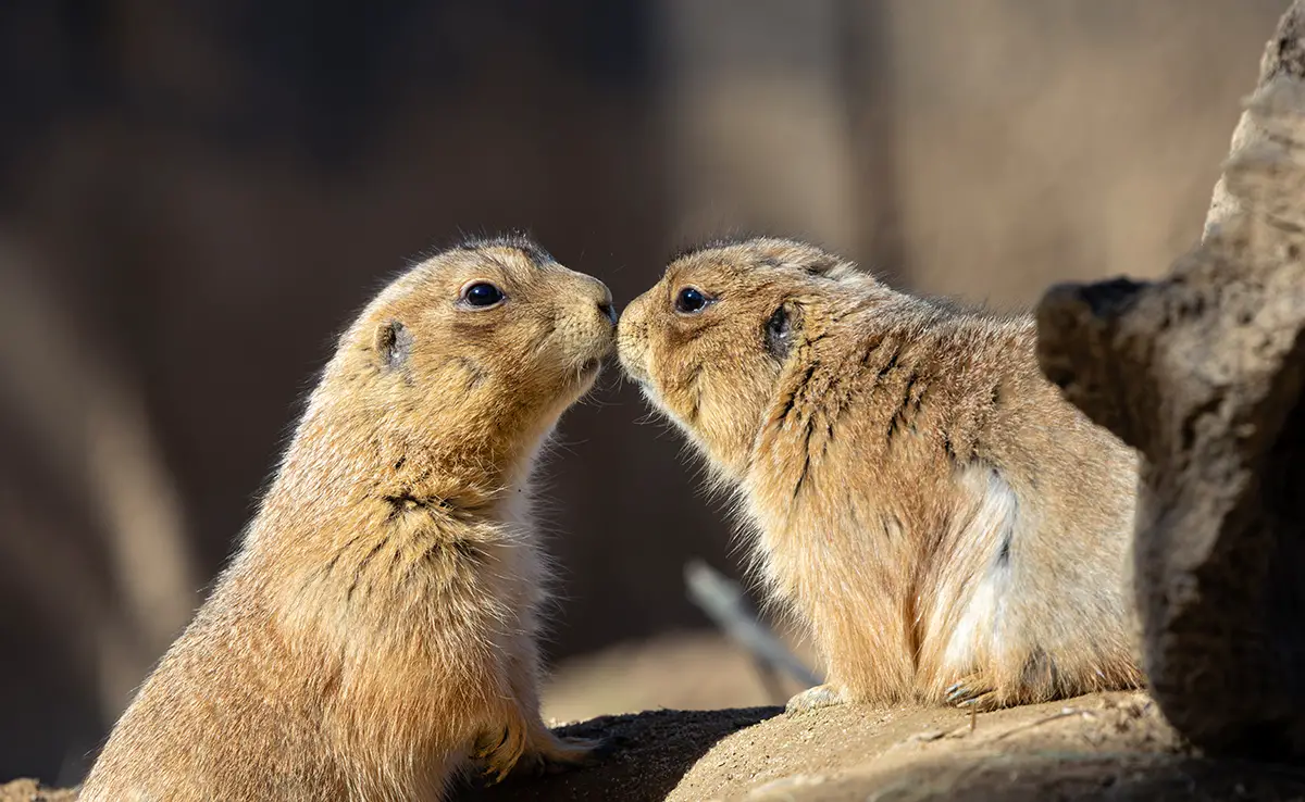 Küssen Tiere? Ist das die gleiche Bedeutung wie Menschen? 3 Küssen Tiere? Ist das die gleiche Bedeutung wie Menschen?