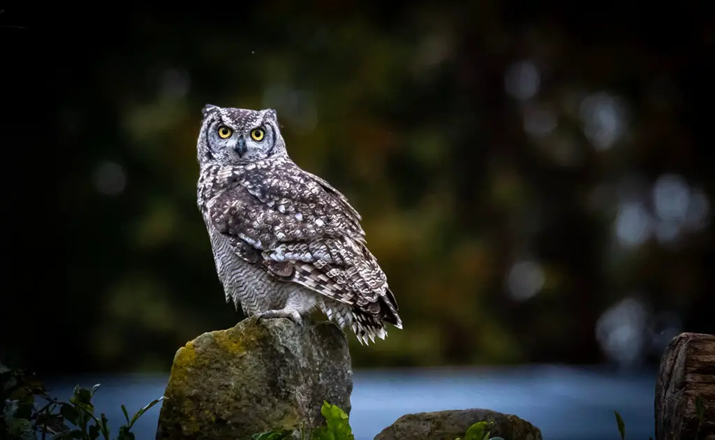 animaux vie nocturne 154345 1200 738