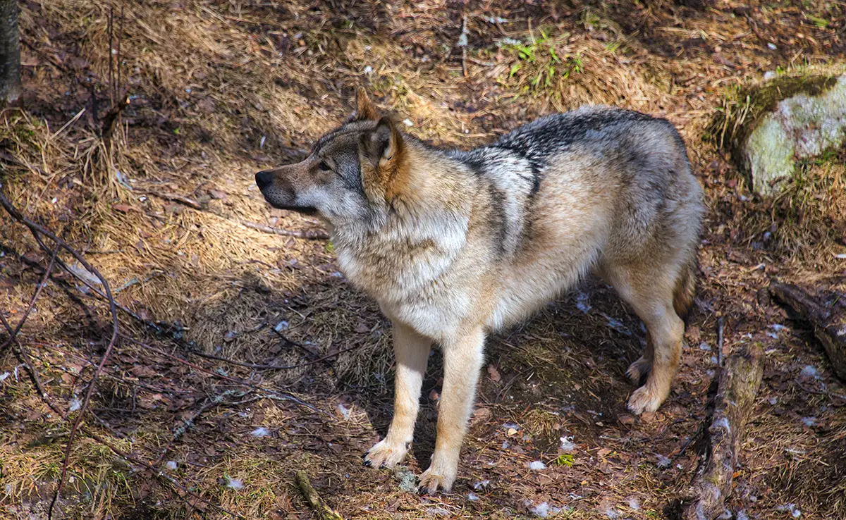 distinguer chien loup 064043 1200 738