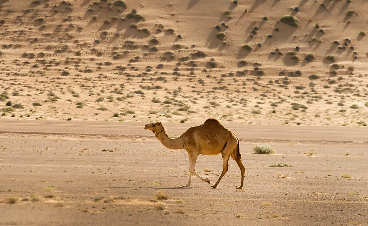 Wie lange kann ein Kamel oder ein Dromedary ohne Trinken bleiben?