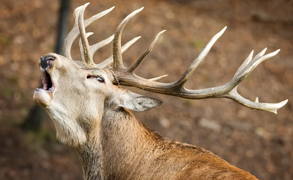 Hören Sie sich den Hirsch Brame im Wald an: 10 Sicherheitsregeln, um zu respektieren!