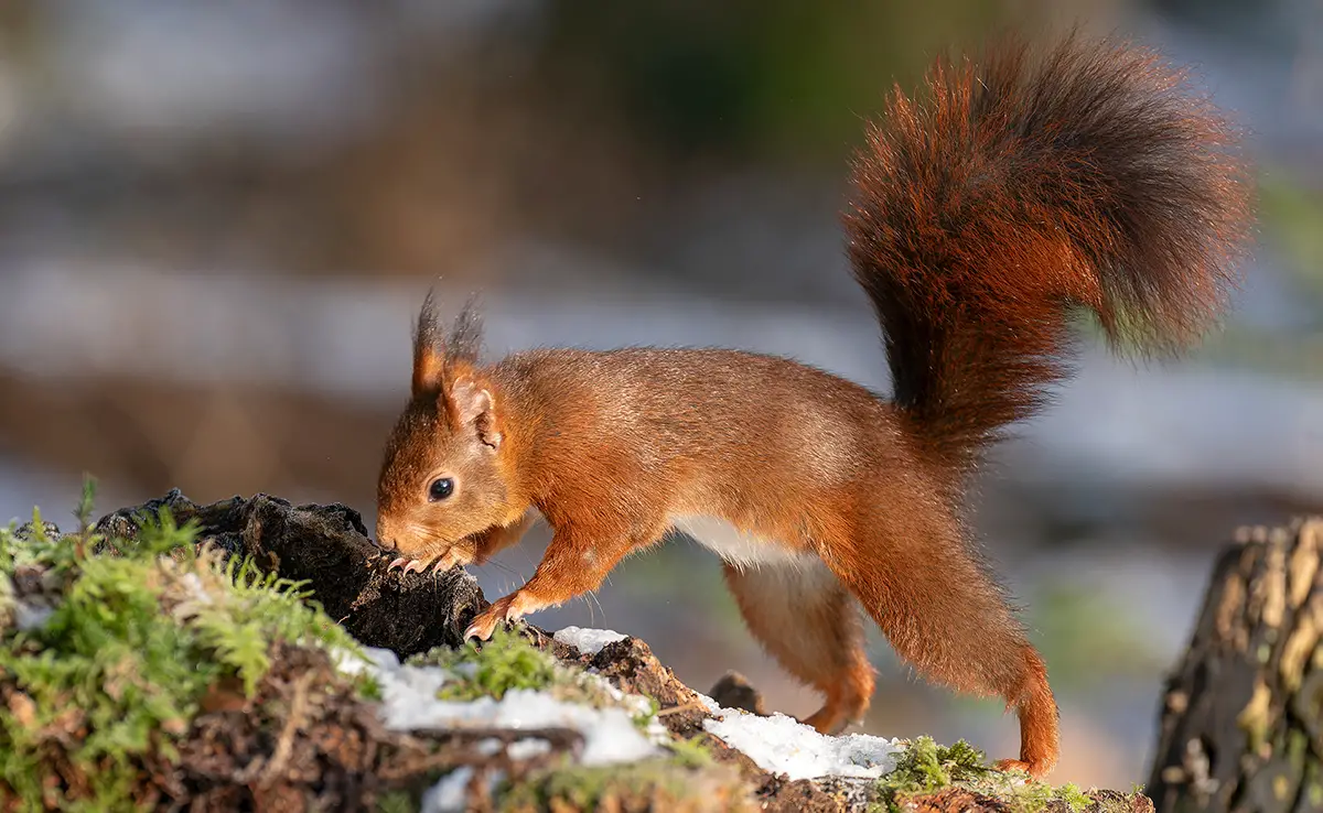 Winterteile das Eichhörnchen? Ich sehe es im Winter nie!