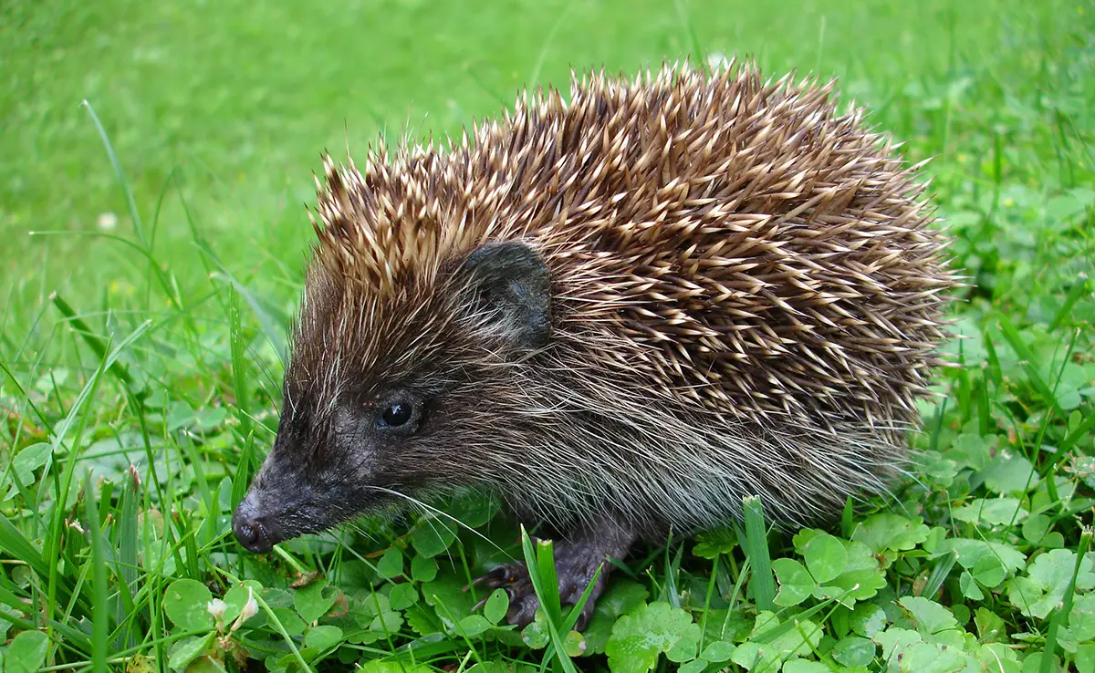 Wie lange lebt ein Igel? Welche Lebenserwartung?