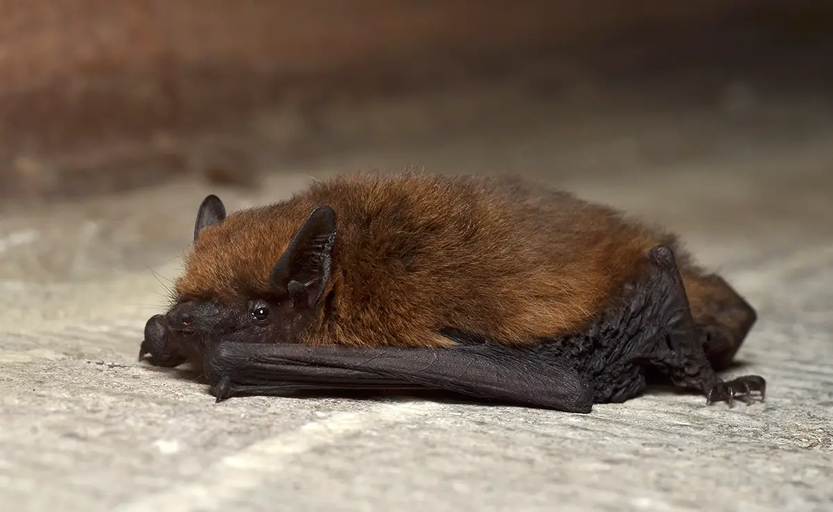 hibernation chauve souris 062205 1200 738