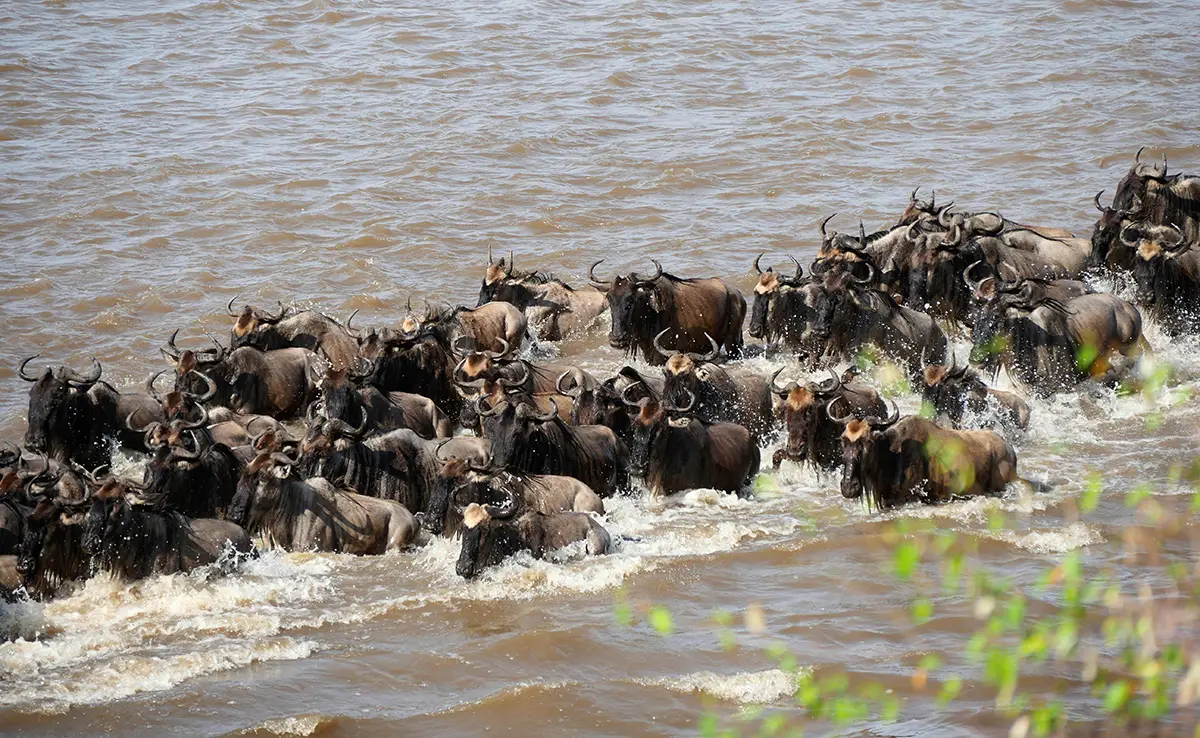 migration animaux 155100 1200 738