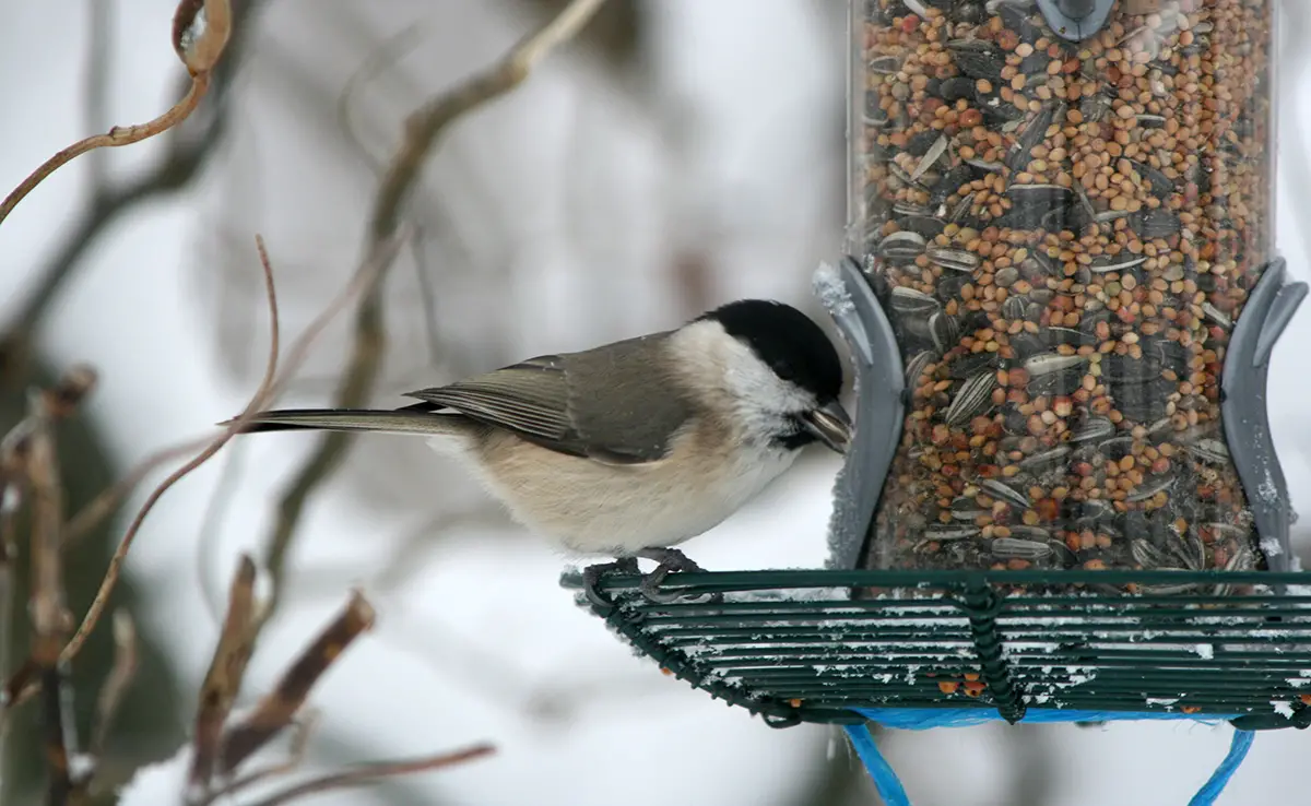 Wie füttere ich eine Meise im Winter? Welche Samen?