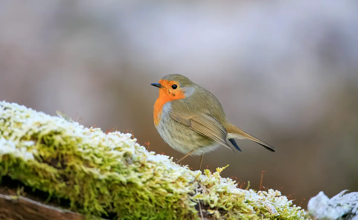 Rotkehlchen im Winter füttern: Wann und mit welchem ​​Futter?