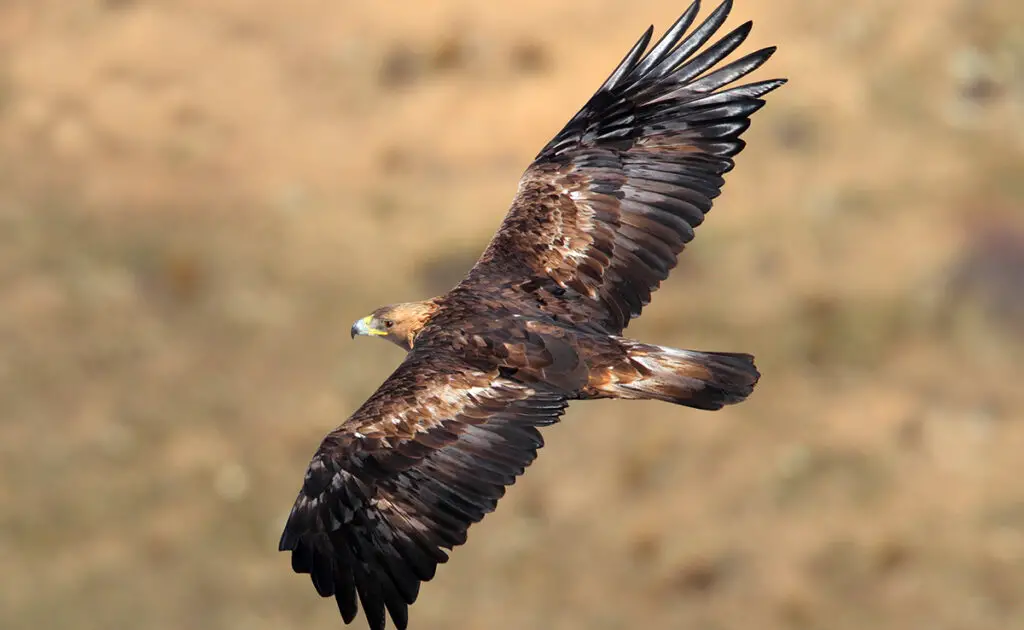 technique chasse aigle 064519 1200 738