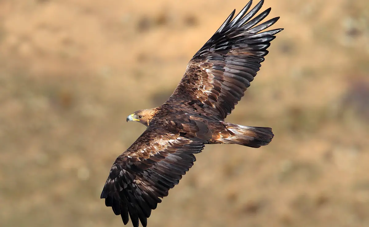 technique chasse aigle 064519 1200 738