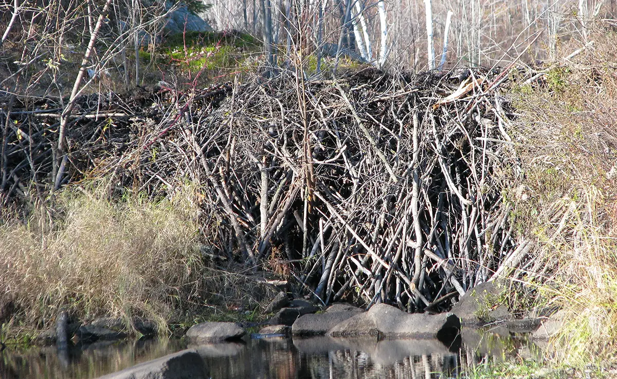 barrage castor 063706 1200 738