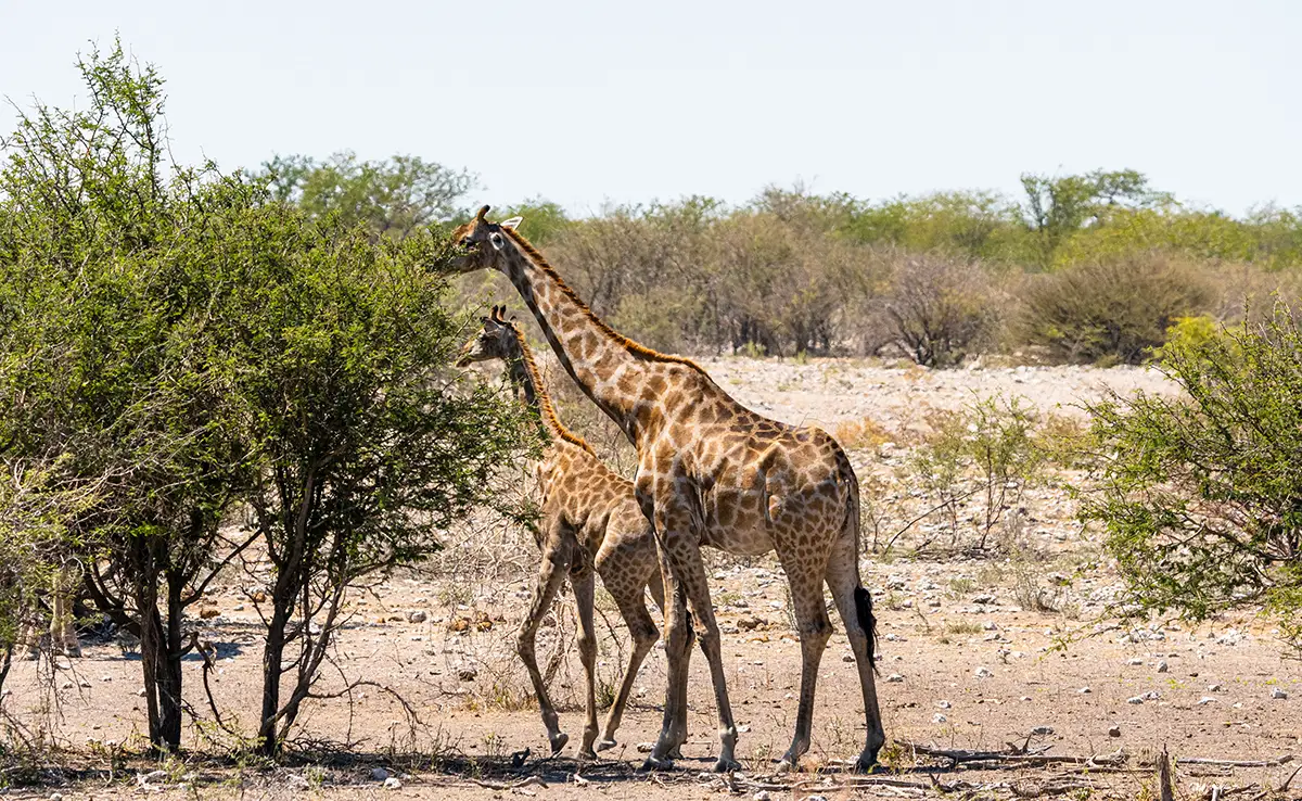 Wie viele Giraffenarten gibt es? Leben sie alle in Afrika? 3 Wie viele Giraffenarten gibt es? Leben sie alle in Afrika?
