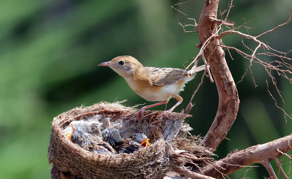 Der Vogel ist das Weibchen der Vögel: wahr oder falsch? 3 oiselle 065440 1200 738