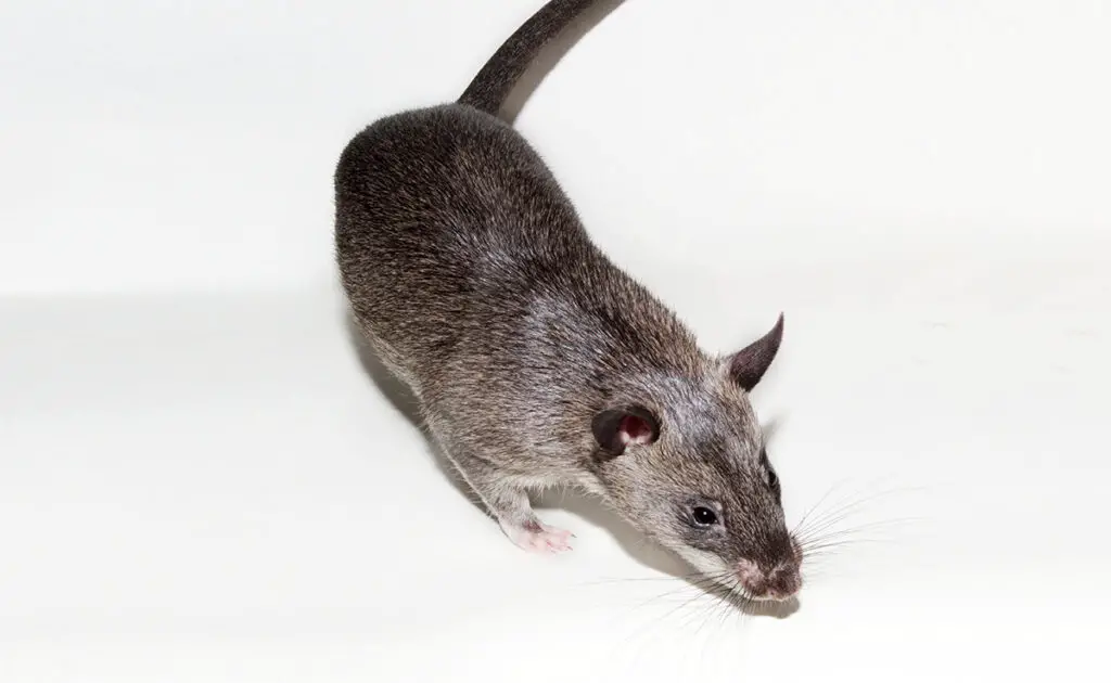 Wussten Sie! Minensuchratten auf dem Schlachtfeld und sie sind super effektiv! 3 rat detecteur mine 084653 1200 738