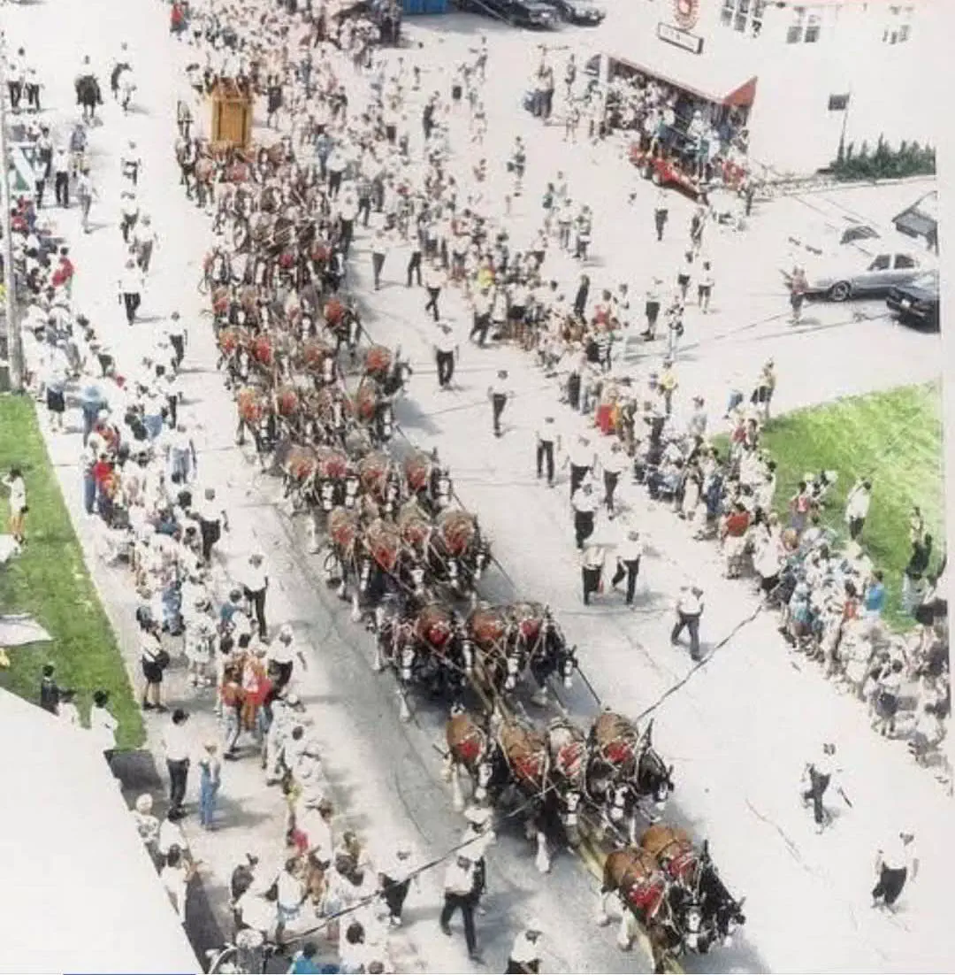 17 Unbelievably Massive Oddities You Must See! đđ 24 Absolute Units of a 50 horse hitch