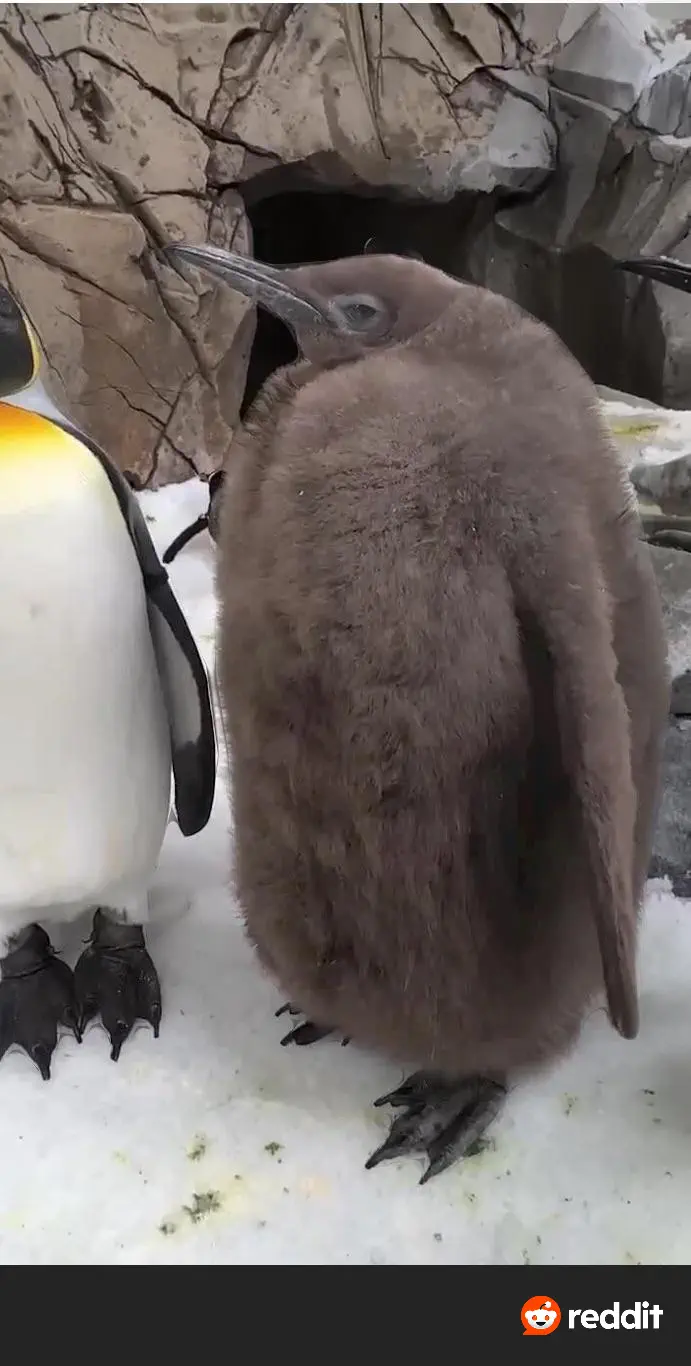 19 Mammoth Marvels That Are Too Big to Ignore! đ 37 Absolute Units of a 6 month old king pinguin name Pesto