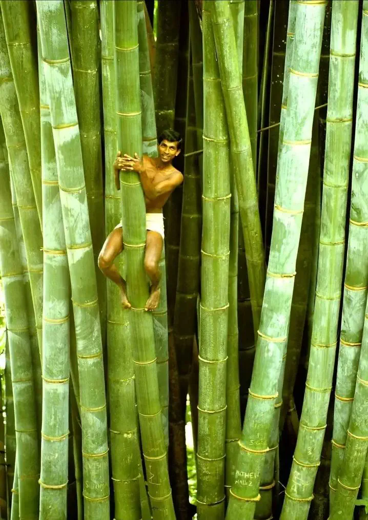 19 Mammoth Marvels That Are Too Big to Ignore! đ 26 Absolute Units of a bamboo