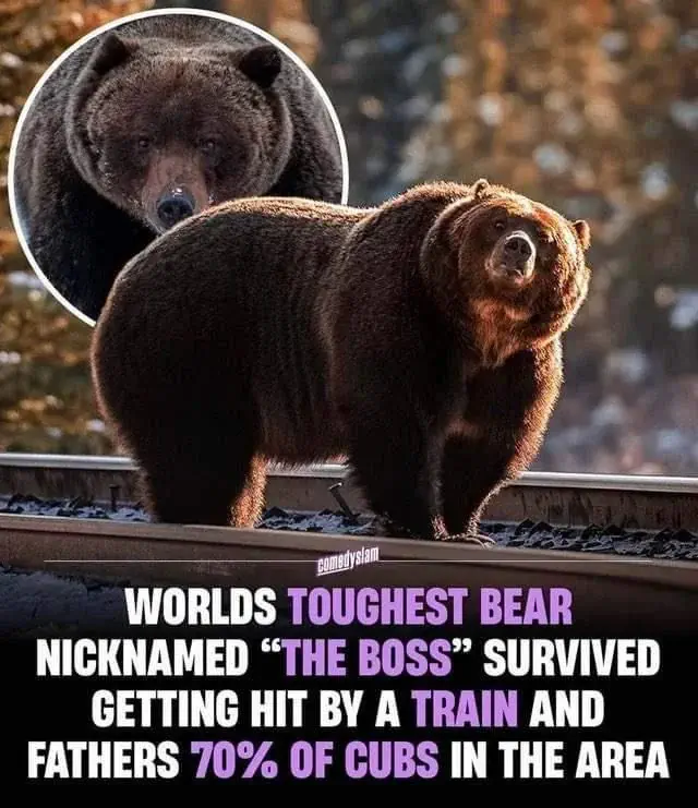 8 Massive Creatures That Are Simply Unbelievable! 🐾🌟 10 absolute units of a bear