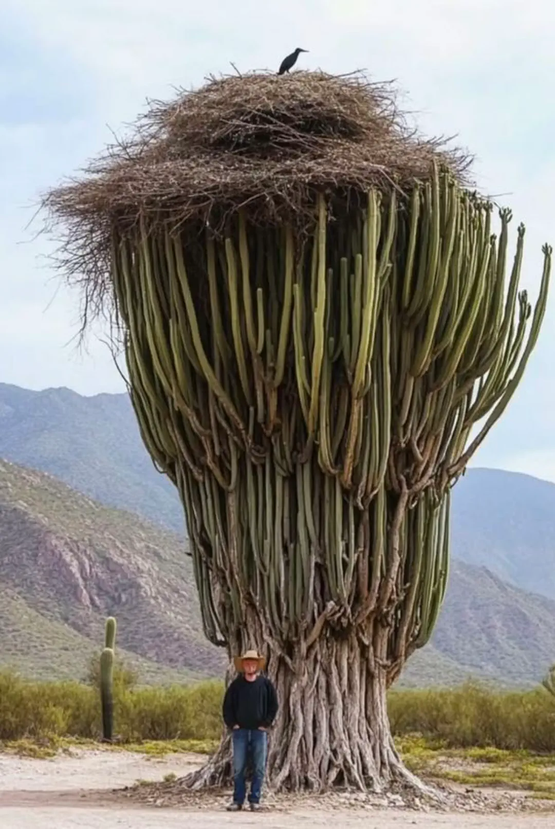 22 Mind-Blowing Absolute Units You Won't Believe Exist! 🦙🤯 26 Absolute Units of a Bird Nest