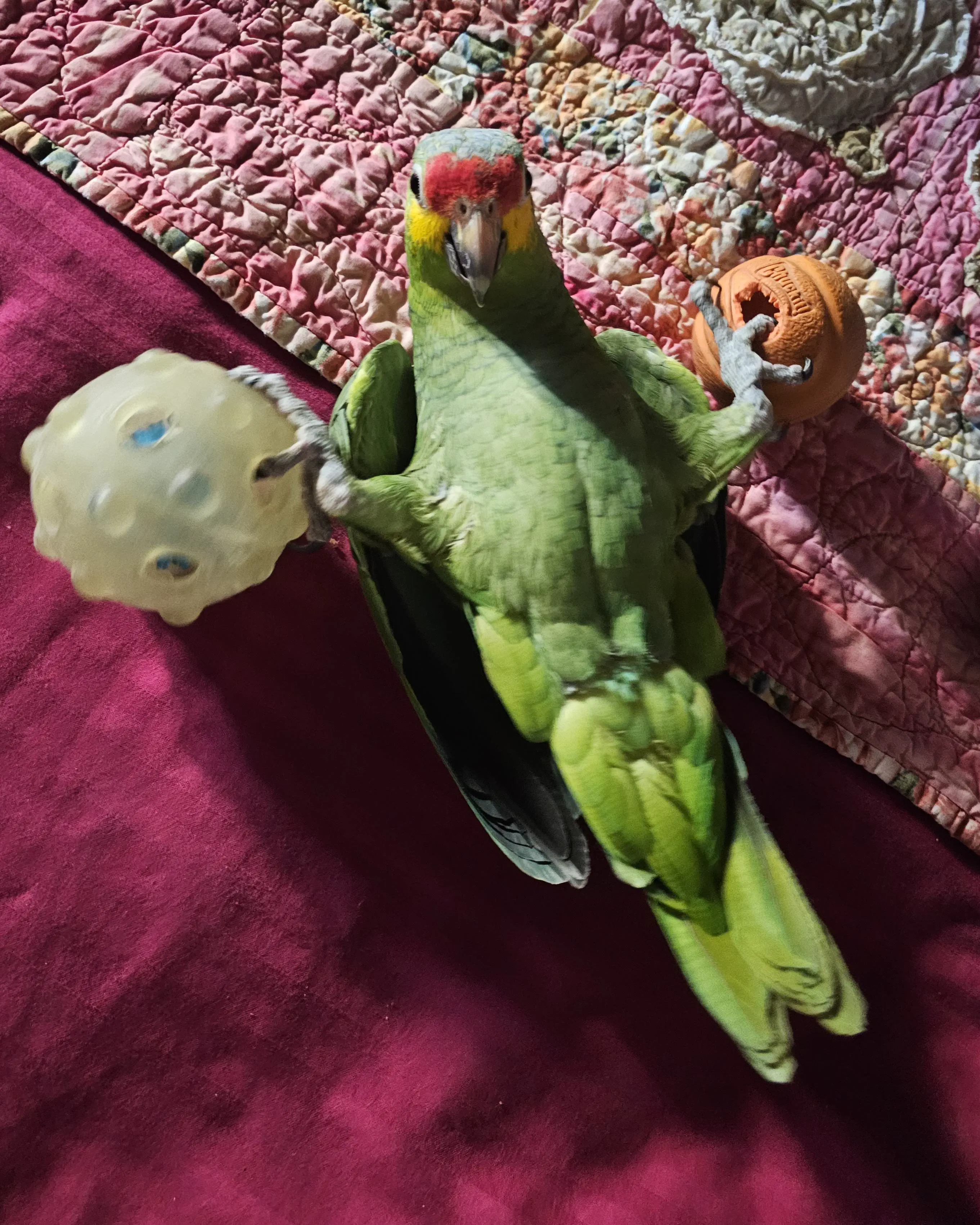 17 Unbelievably Massive Oddities You Must See! đđ 35 Absolute Units of a bird Sixpack