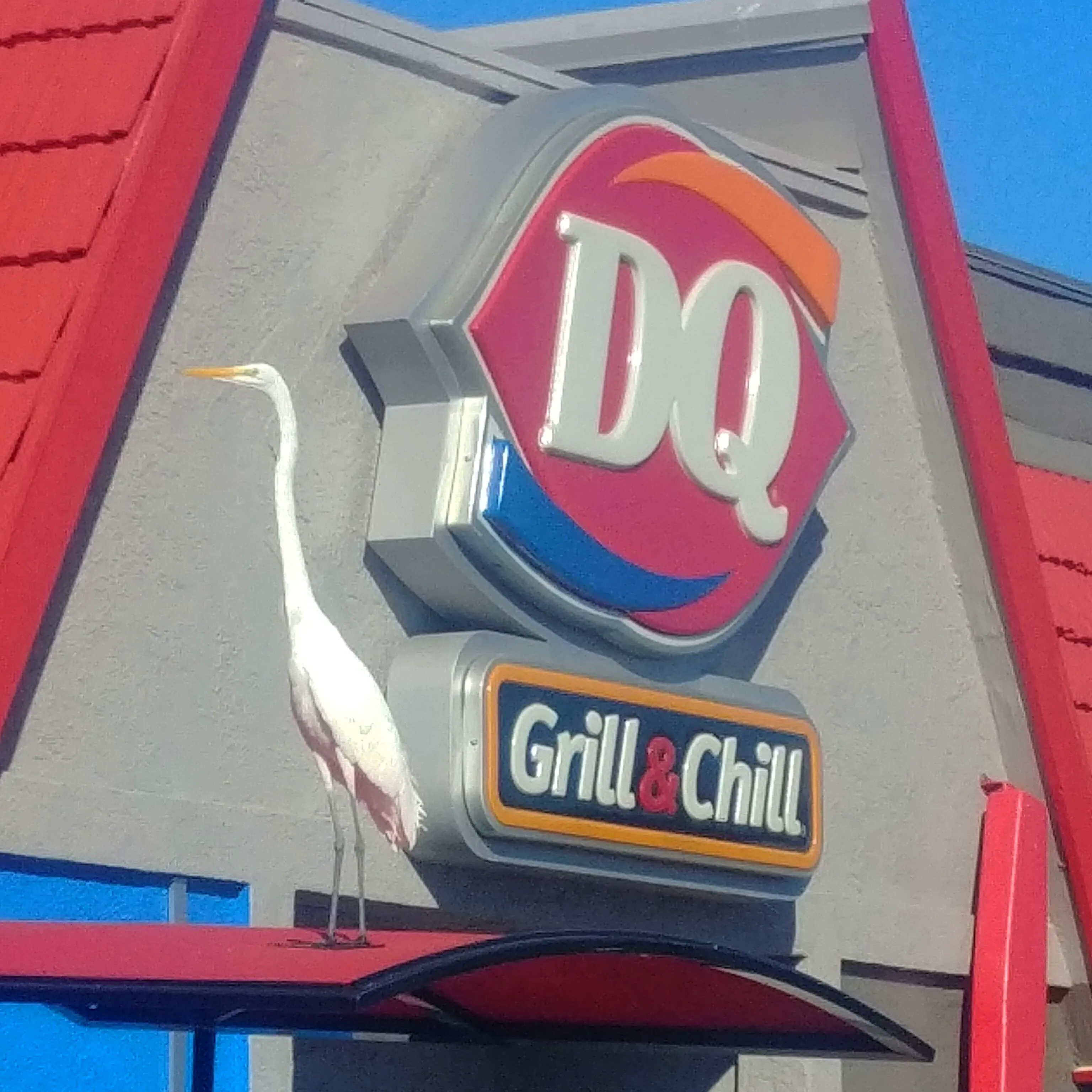 12 Absolute Units You Have to See ✨ 21 Absolute Units of a bird