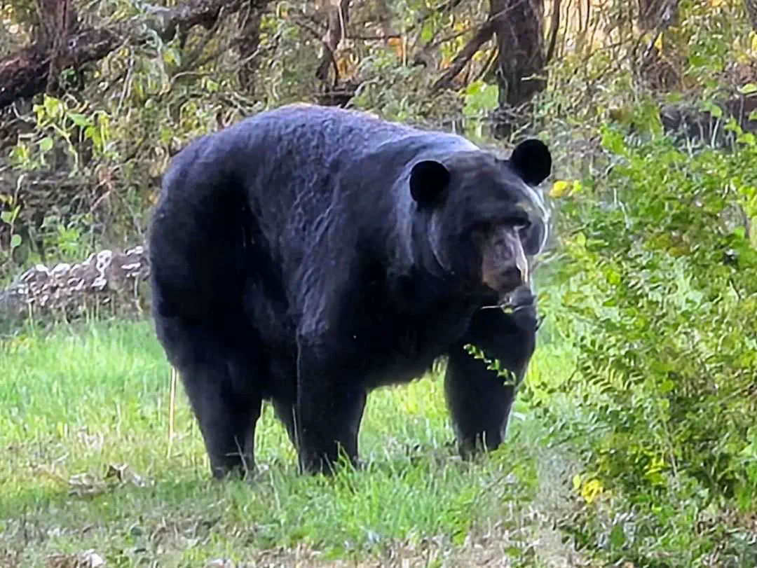 Can You Pick Your Favorite 15 Units? đ 30 Absolute Units of a black bear in a neighbor's yard in Asheville