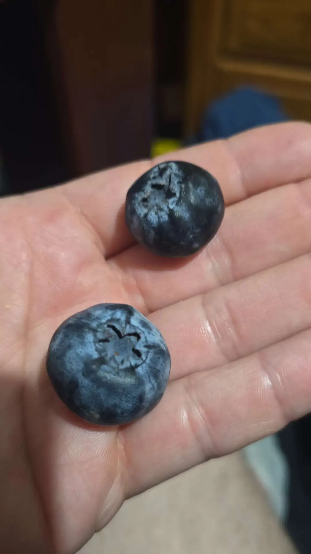 22 Absolute Beasts That Will Leave You in Awe! đŸđ„ 45 Absolute Units of a blueberry