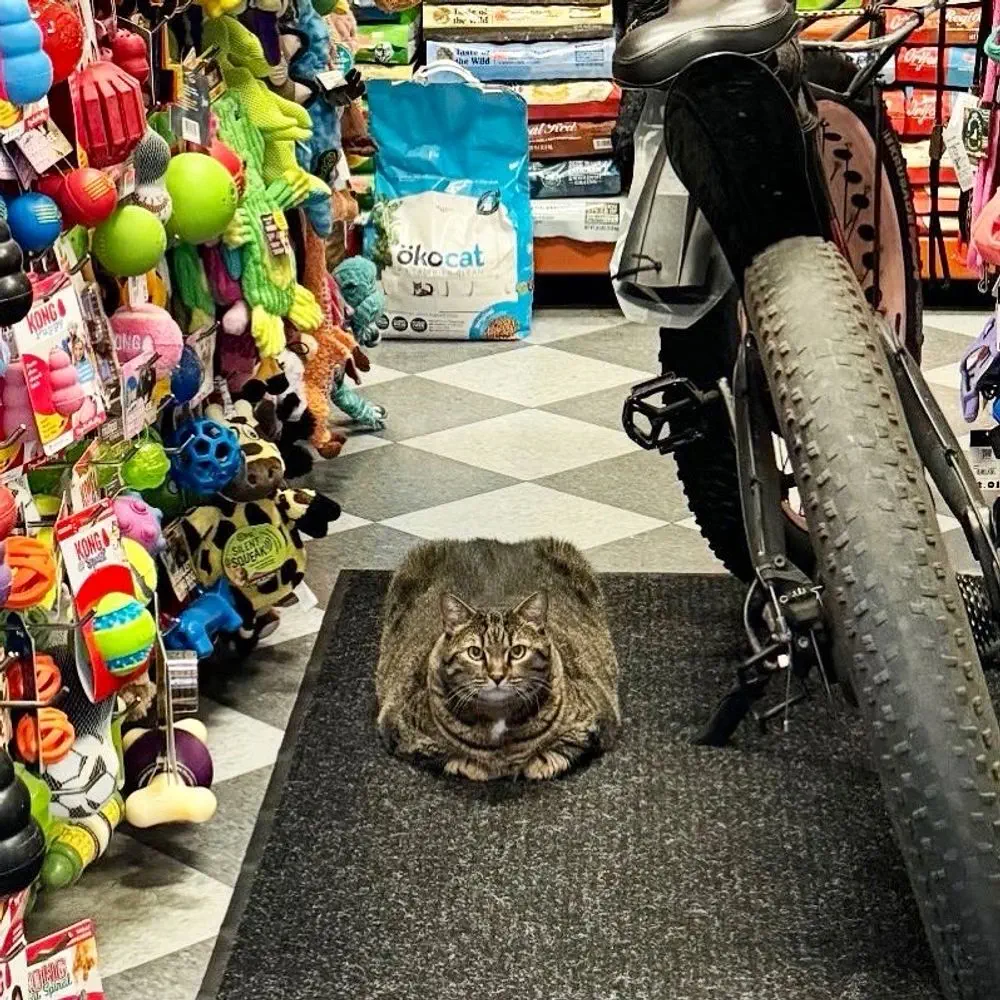 18 Enormous Absolute Units That Defy Expectations! đŸ 29 Absolute Units of a Bodega Cat