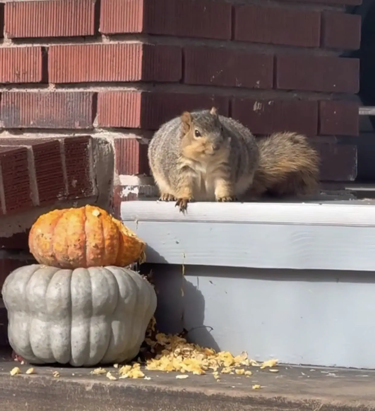 Can You Pick Your Favorite 15 Units? đ 19 Absolute Units of a BOSTON squirrel đżïž