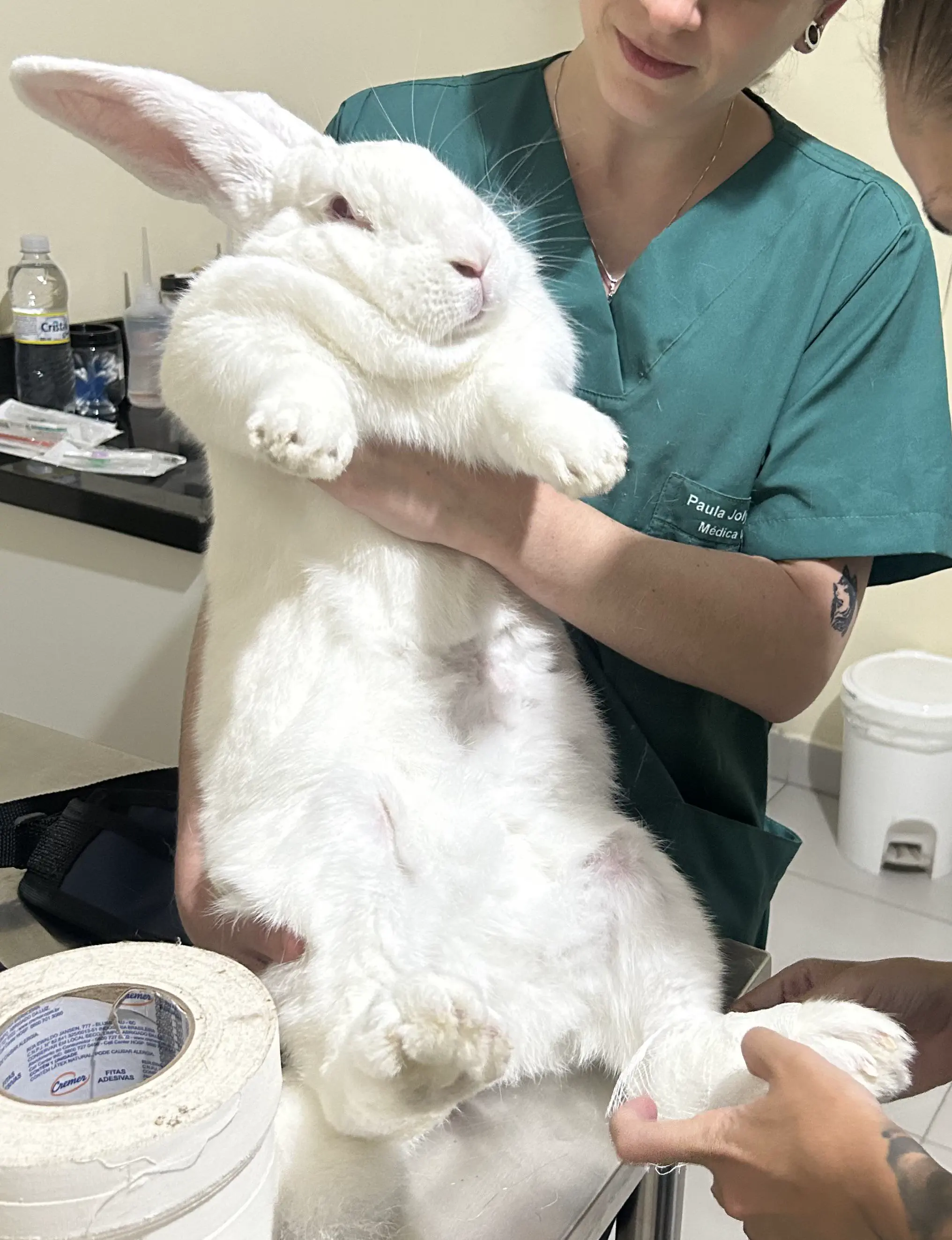 17 Wild Oddities That Redefine 'Massive'! đ 22 Absolute Units of a bunny with a broken paw