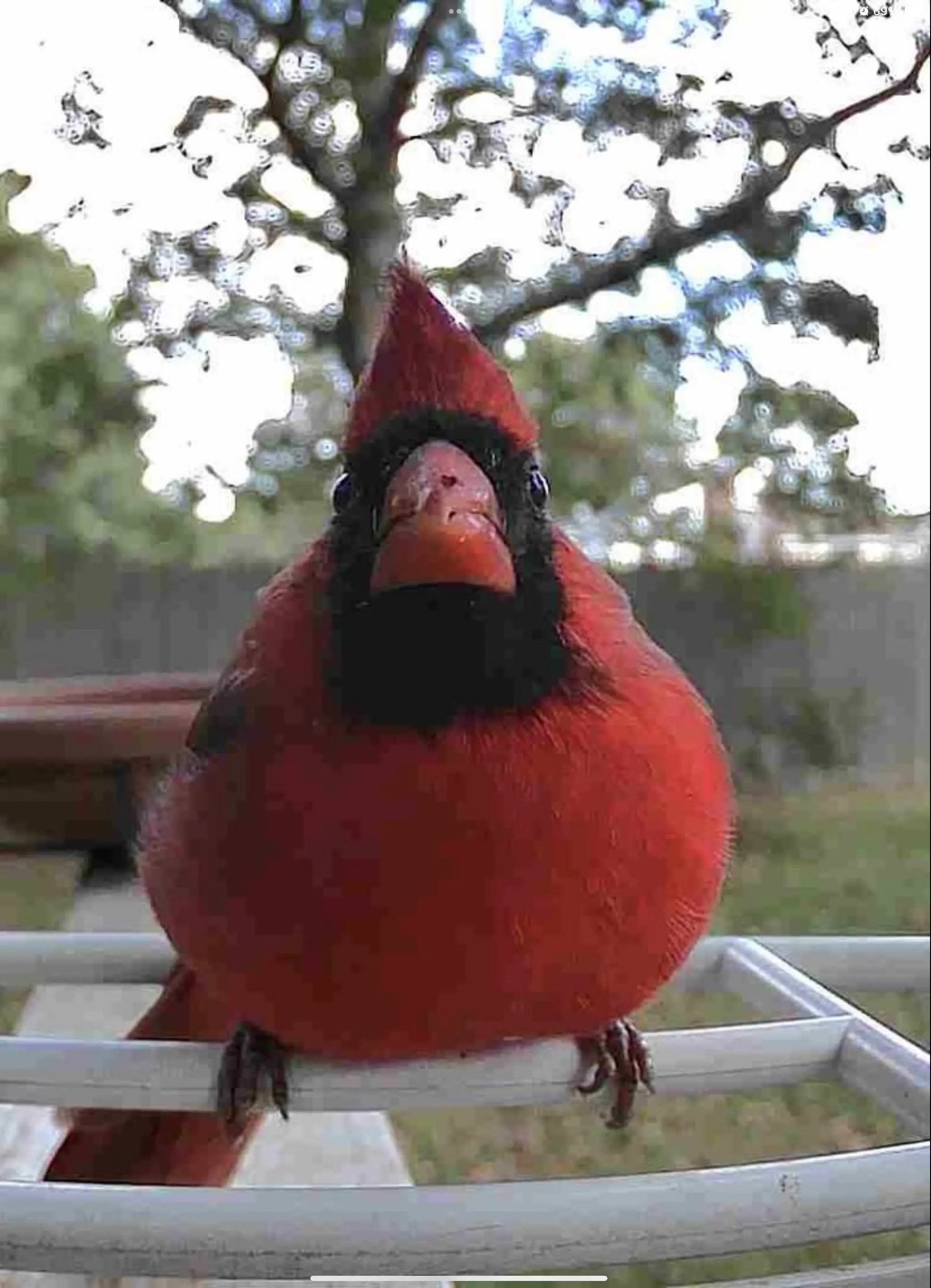 16 Absolute Units You Have to See ✨ 27 Absolute Units of a cardinal.
