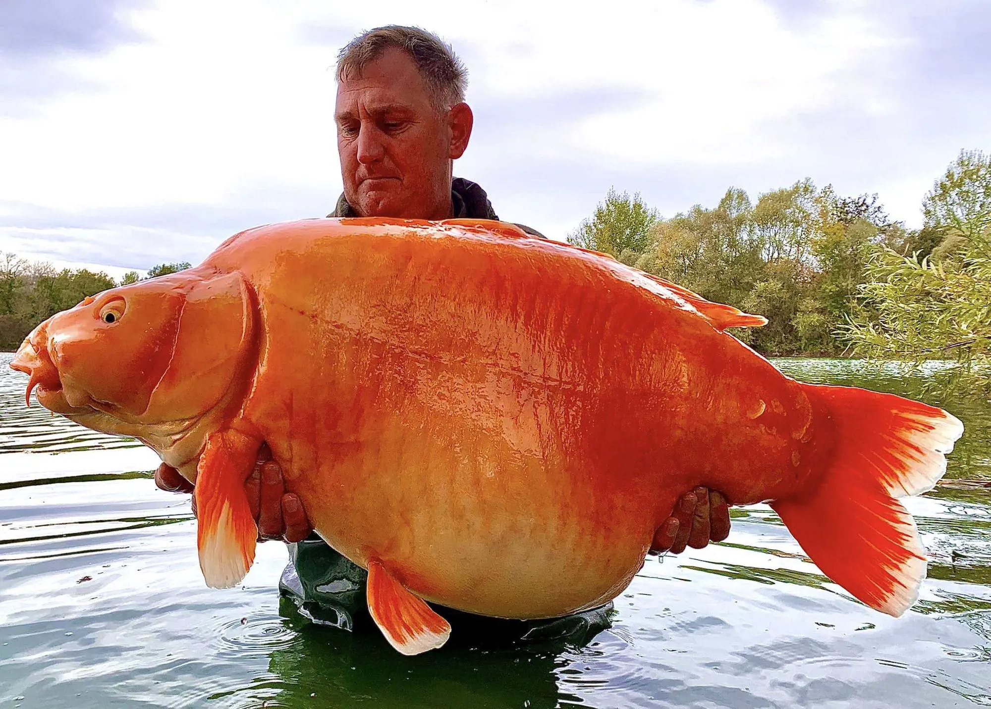 14 Absolute Units You Have to See ✨ 17 Absolute Units of a carp