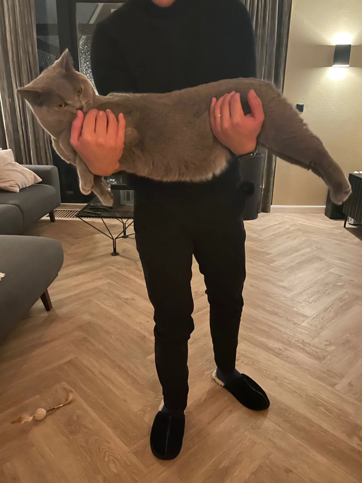 19 Mammoth Marvels That Are Too Big to Ignore! đ 36 Absolute Units of a cat