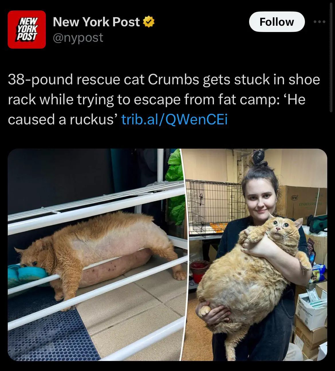 13 Giant Wonders That You Have to Witness! đ⥠28 Absolute Units of a cat