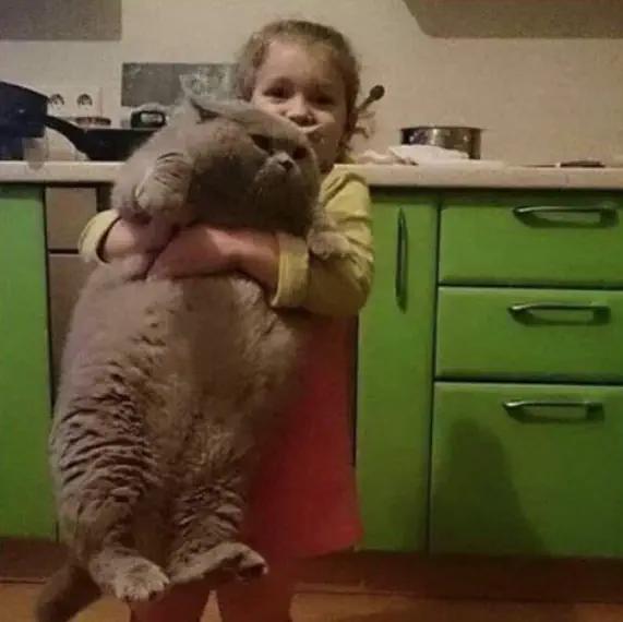 18 Enormous Absolute Units That Defy Expectations! đŸ 23 Absolute Units of a cat