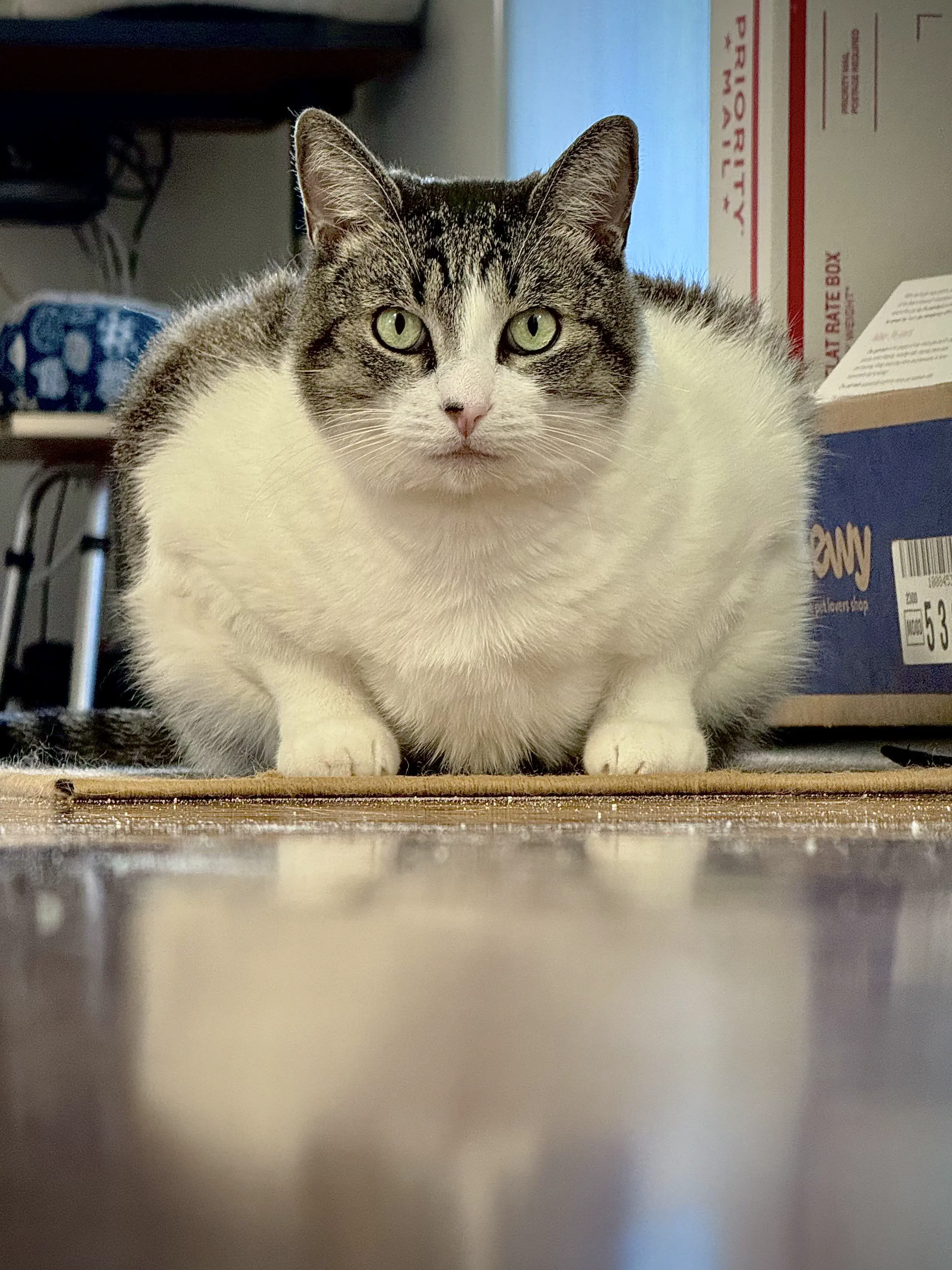 17 Unbelievably Huge Wonders You Must See! đđ 29 Absolute Units of a cat loaf