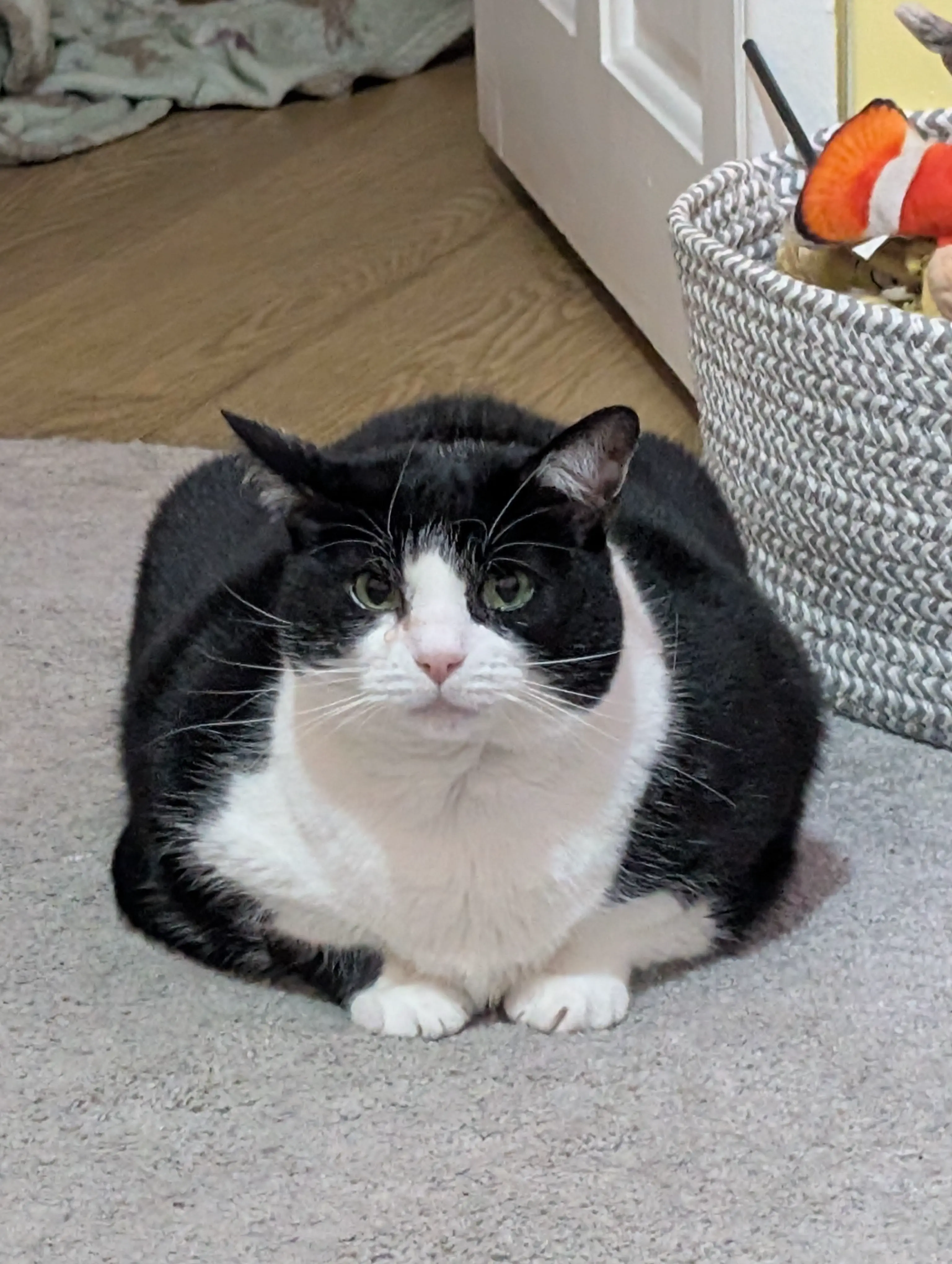 17 Wild Oddities That Redefine 'Massive'! đ 33 Absolute Units of a cat my boy cosmo is