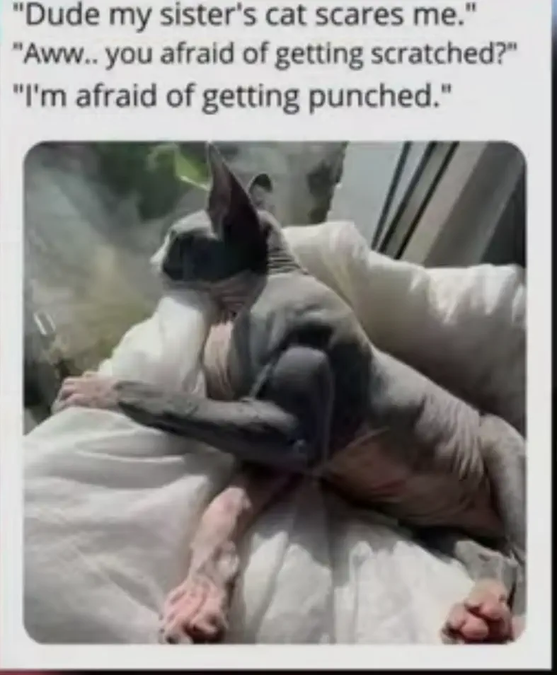 absolute units of a cat