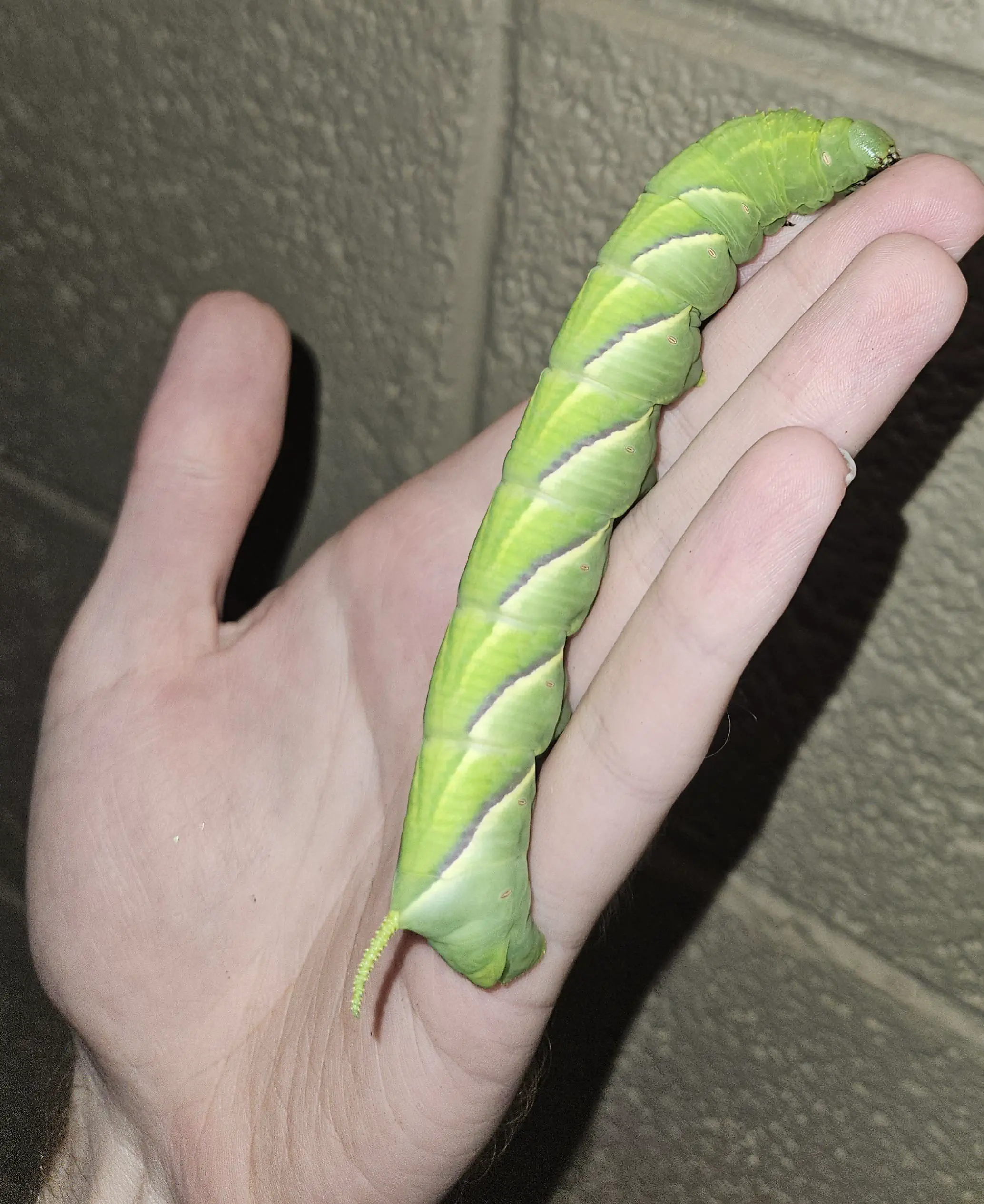 19 Mammoth Marvels That Are Too Big to Ignore! đ 43 Absolute Units of a caterpillar I found in my tree
