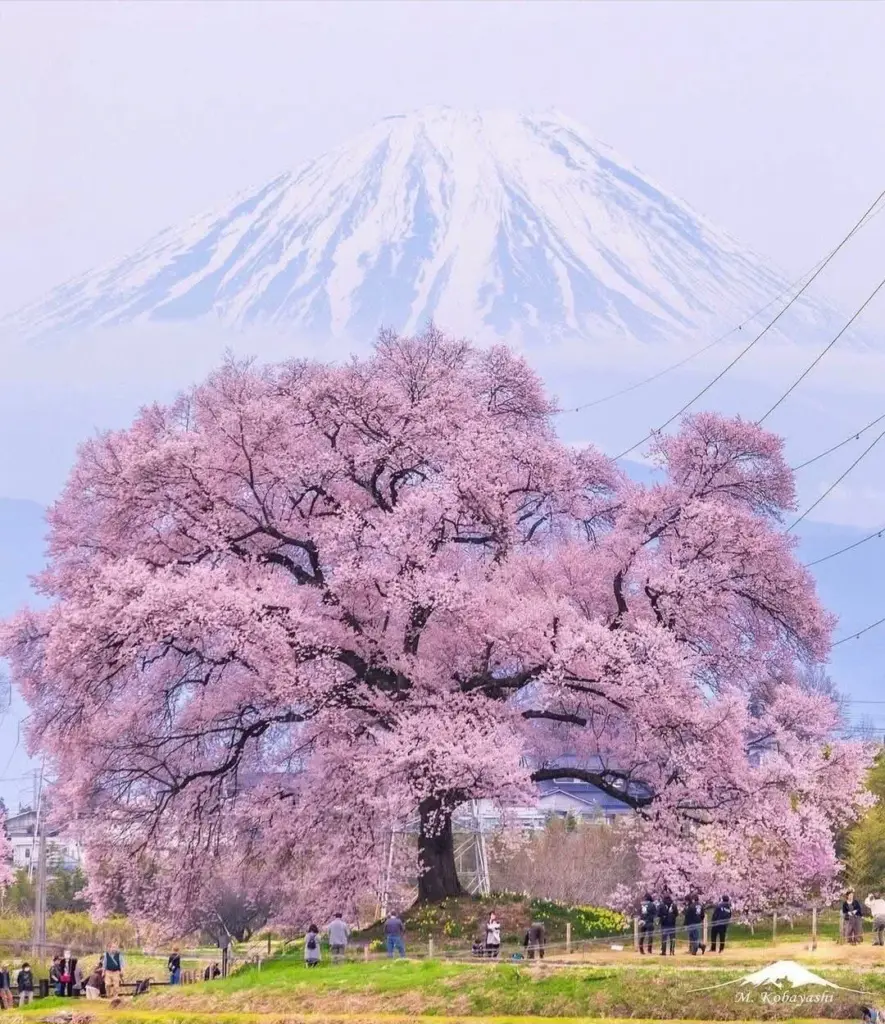 16 Unbelievable Behemoths You Need to See Right Now! 🐘💥 65 absolute units of a cherry tree
