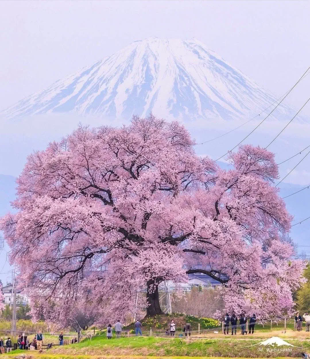 16 Unbelievable Behemoths You Need to See Right Now! đđ„ 27 Absolute Units of a cherry tree