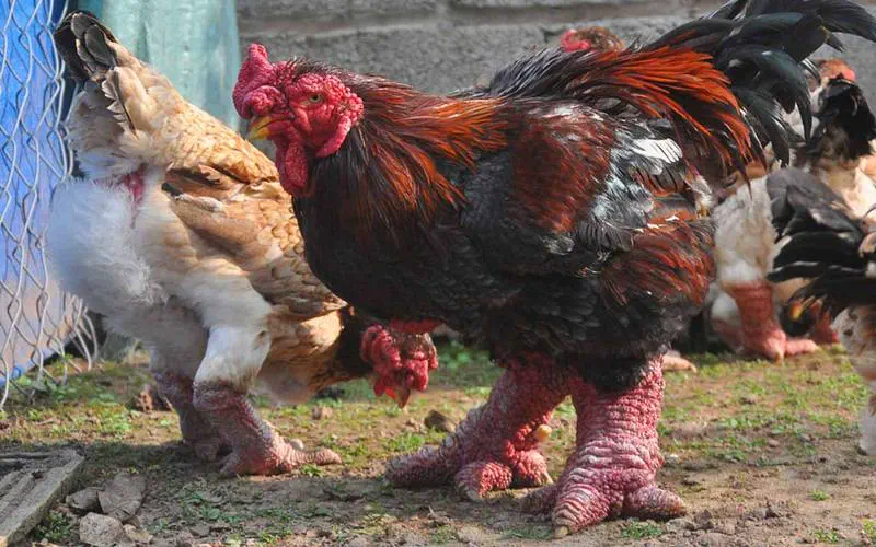16 Mammoth Oddities You Need to See Now! đđŸ 23 Absolute Units of a chicken: Dong Tao - Vietnamese Dragon Chicken