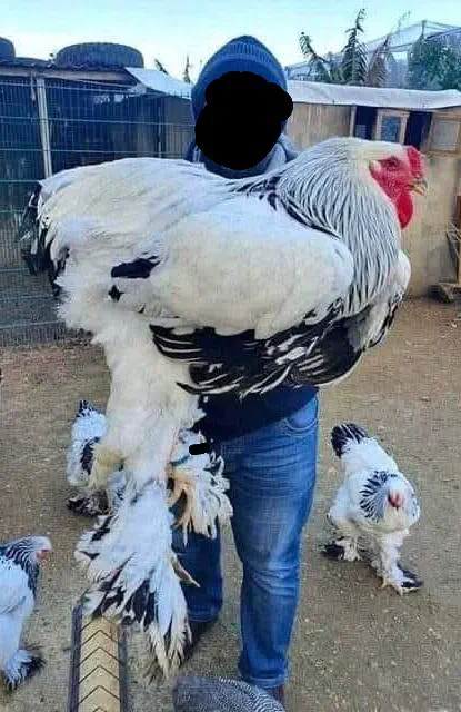 22 Mind-Blowing Absolute Units You Won't Believe Exist! 🦙🤯 32 Absolute Units of a chicken