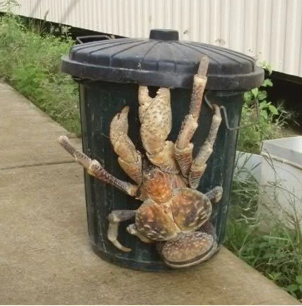 17 Wild Oddities That Redefine 'Massive'! đ 34 Absolute Units of a coconut crab