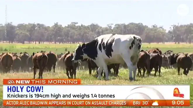18 Mind-Blowing Absolute Units You Must See! đđ 29 Absolute Units of a cow
