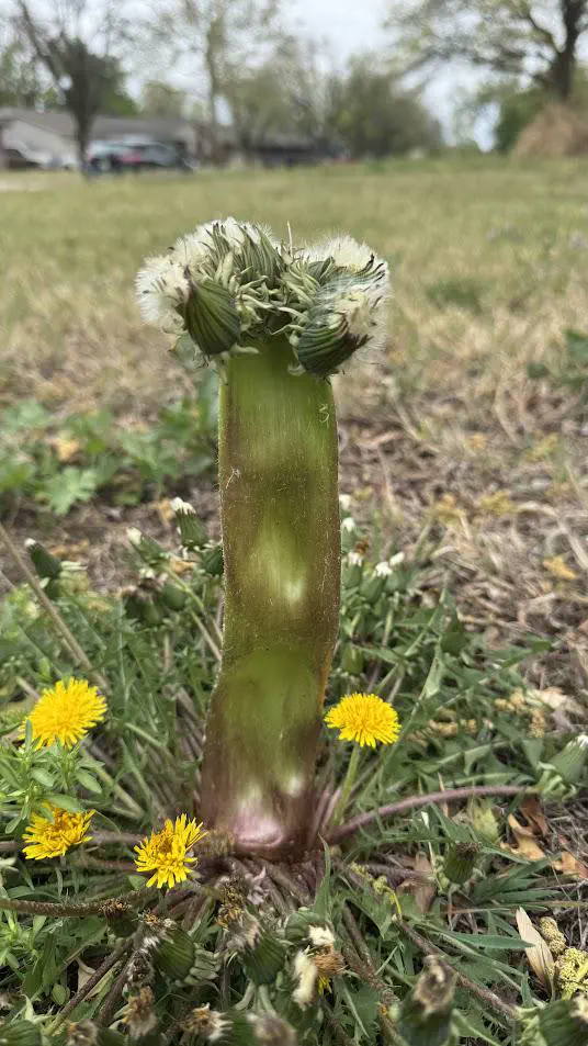 17 Unbelievably Huge Wonders You Must See! đđ 35 Absolute Units of a dandelion